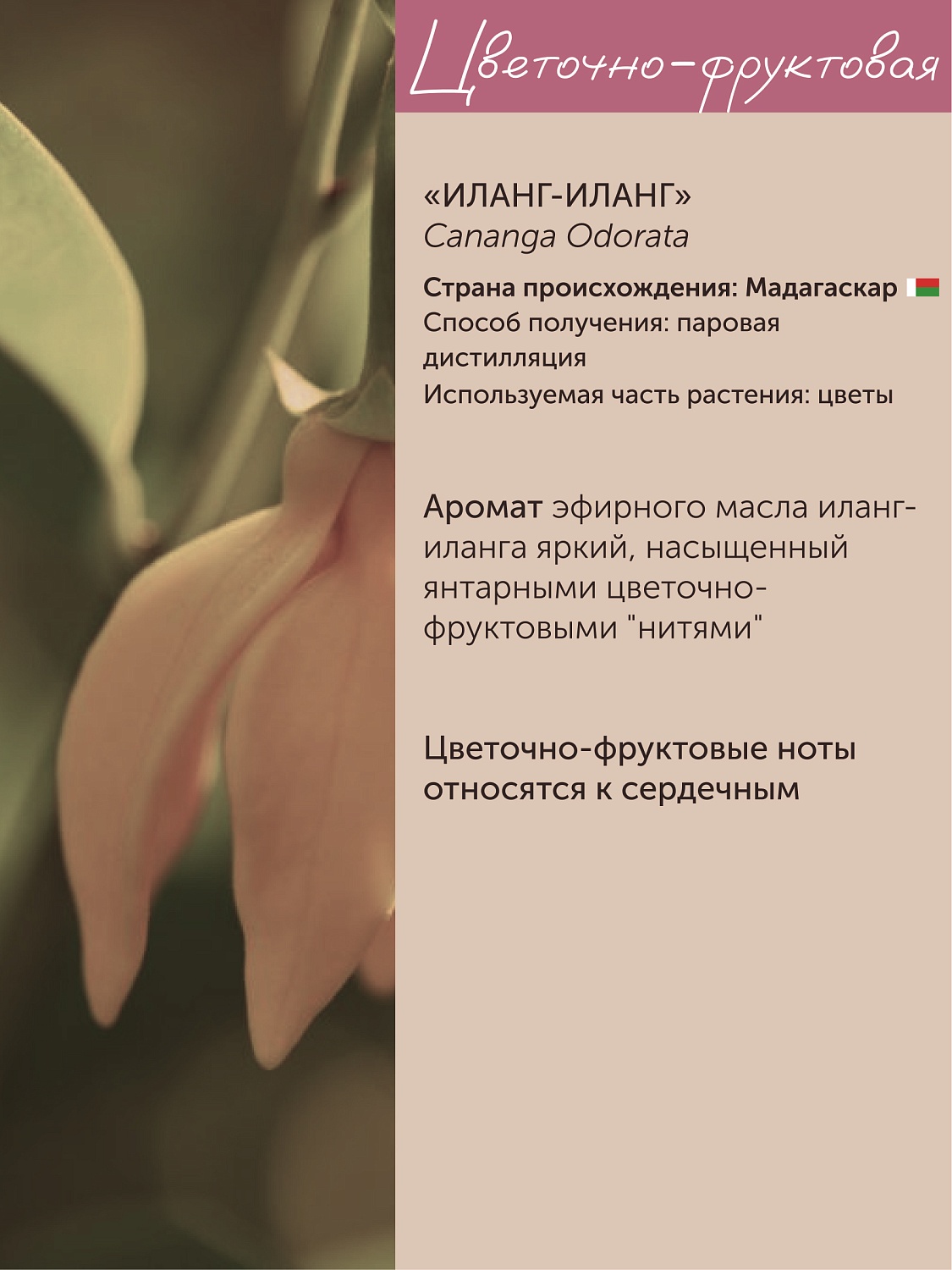 Иланг-Иланг Cananga Odorata 