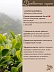 Чайное дерево Melaleuca Alternifolia 