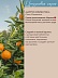 Цитрус-Клементин Citrus Clementina 
