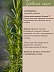 Розмарин Rosmarinus Officinalis 
