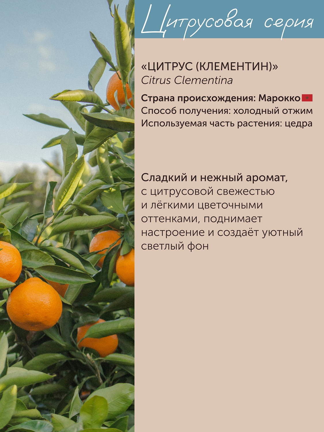 Цитрус-Клементин Citrus Clementina 